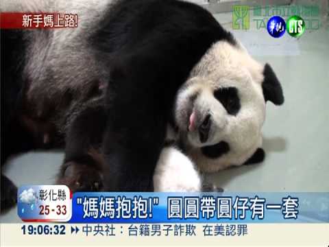 新手媽圓圓超穩 "仿仔"功不可沒!