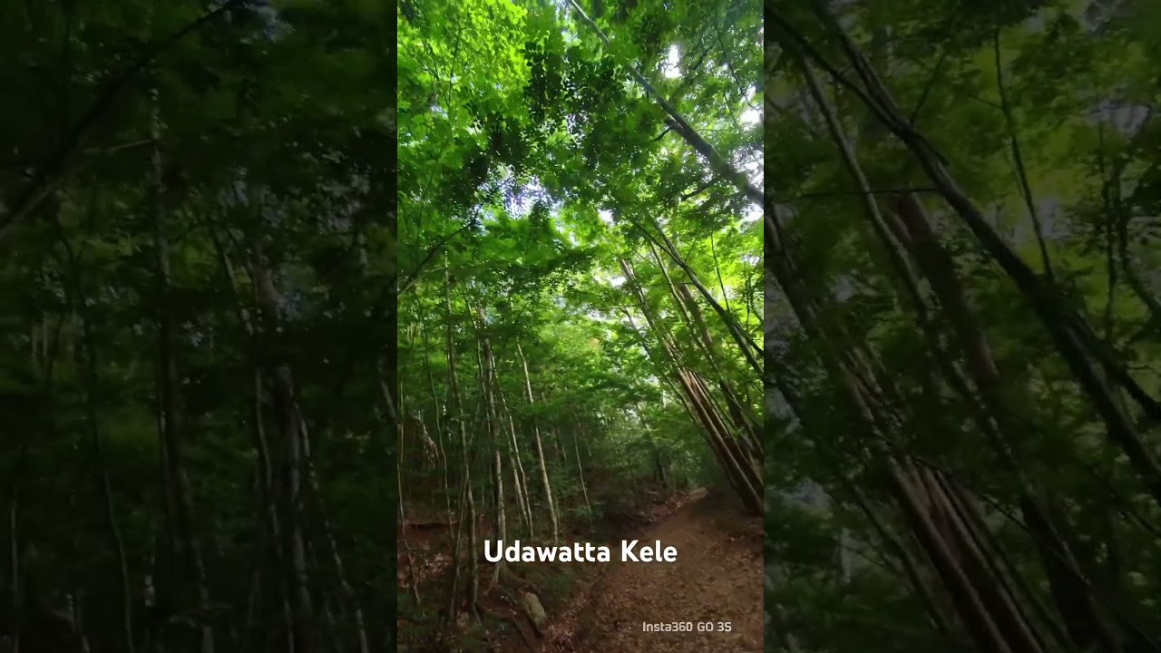 YouTube Short thumbnail