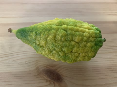 This is not the etrog I wanted