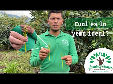 The ideal bud for grafting avocado! 🌱🥑🇨🇴🤠