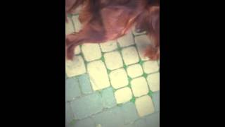 The First day // Irish setter's diary 💕