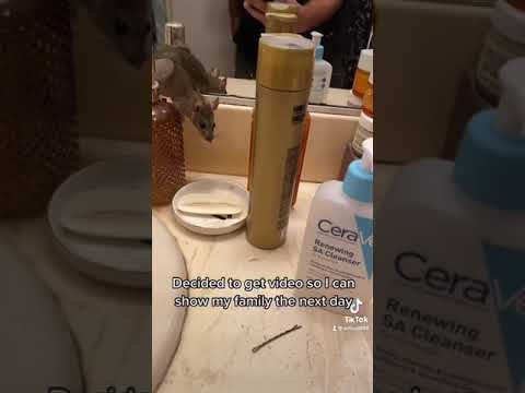 Rat attack 😂😂😂