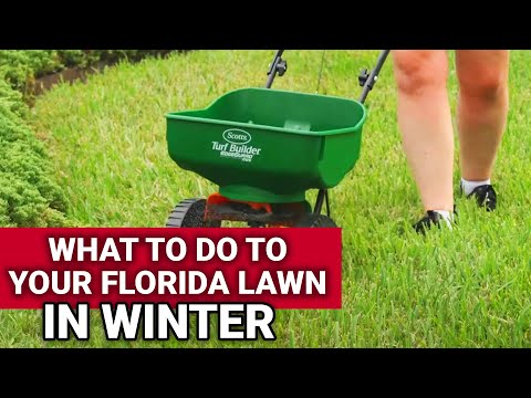What To Do To Your Florida Lawn In Winter - Ace Hardware