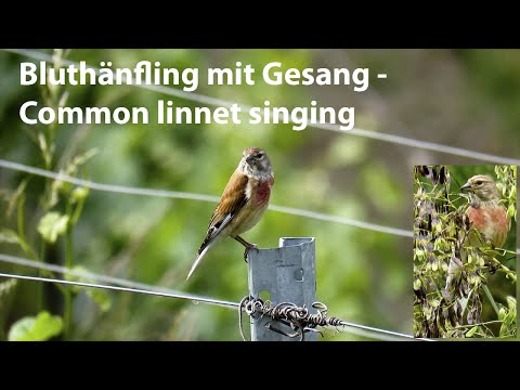 Bluthänfling mit Gesang - Common linnet singing - Carduelis cannabina