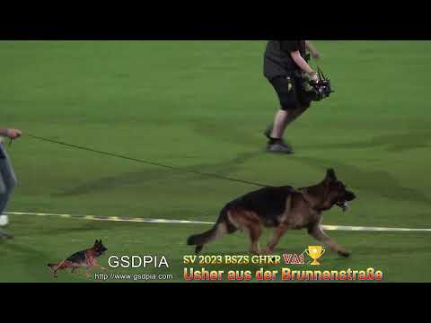 SV 2023 BSZS VA1 (1015) Usher aus der Brunnenstraße