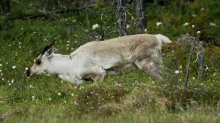 Reindeer (Lapland)