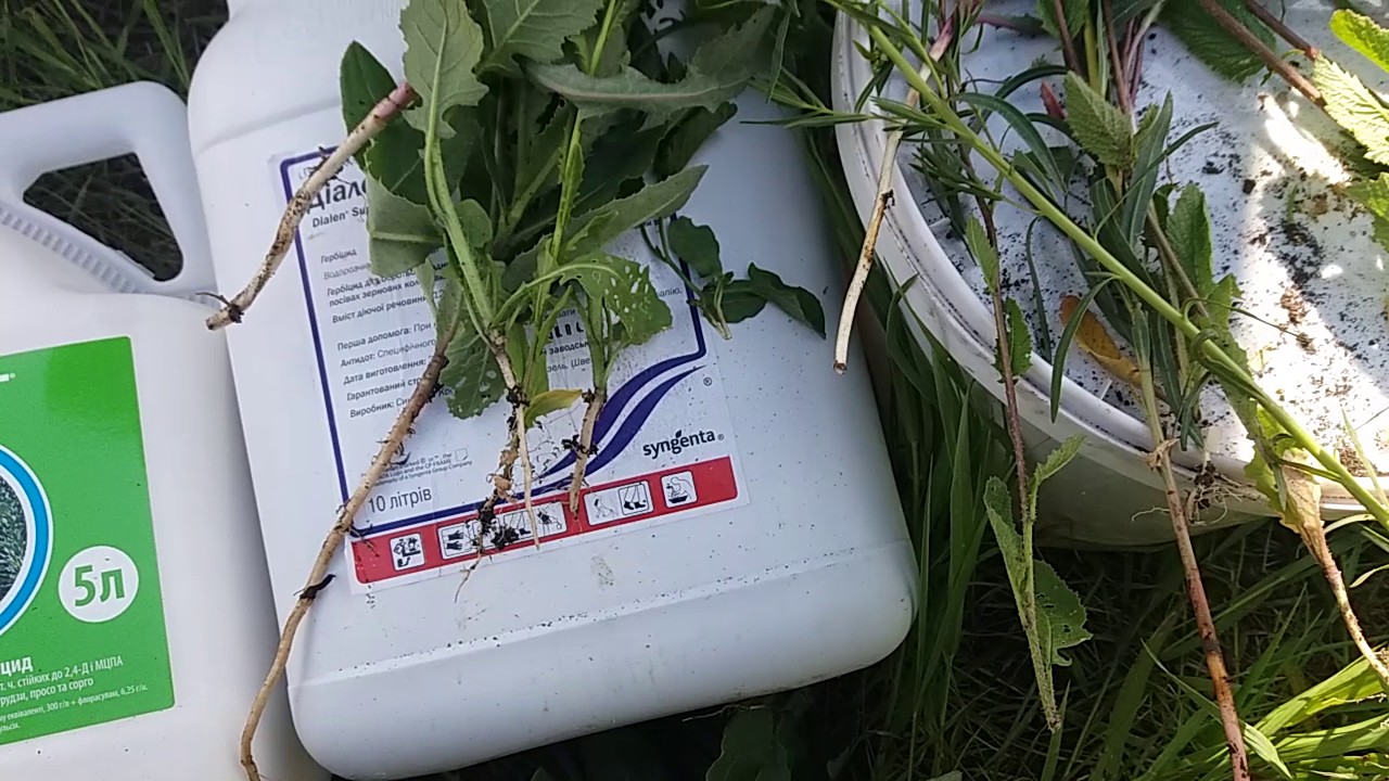 Гербіцид Агент — системний препарат проти однорічних та багаторічних дводольних бур'янів у посівах зернових та кукурудзи