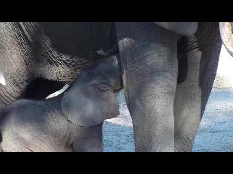 Djuma: Elephants - 13:00 - 10/12/19