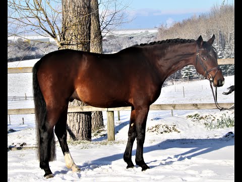 Canaro von Worrenberg, Holst, Cancara x Quinar x Coriander, geb. 6.19, 165 cm, ein Musterschüler!