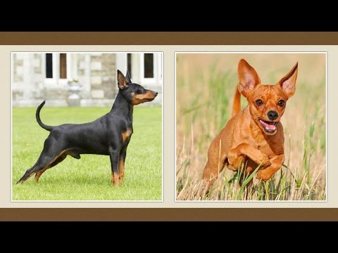 Törpe pinscher (Miniature Pinscher) tenyészteni leírás, a természet, az ár - az életem