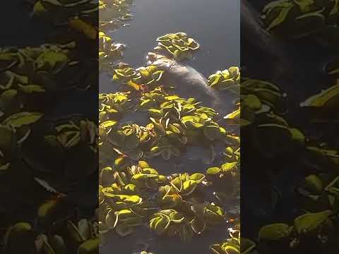 morte de peixes no Açude Boqueirão de piranhas-PB. Principalmente tucunarés