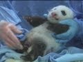 Incredibly cute panda cub opens its eyes for the first time at San Diego Zoo