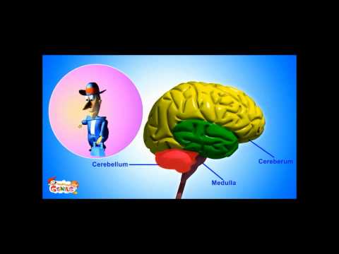 Cerebellum - Functions Video for kids by makemegenius.com
