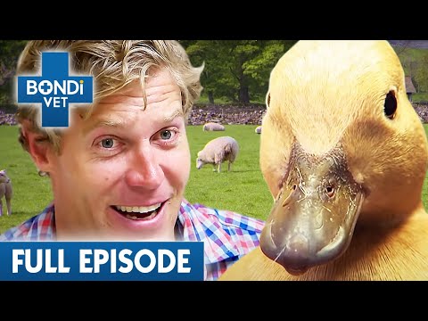 Bondi Vet Visits England 🇬🇧 | Bondi Vet Season 6 Ep20 | Bondi Vet Full Episodes | Bondi Vet