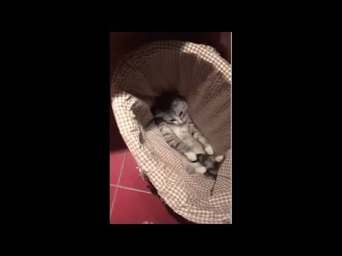 Dad Found His Cat Sitting Peacefully In A Closed Laundry Basket