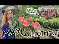 Busy few days with Allotment Flowers and New Projects. Ep 213 || Plot 37