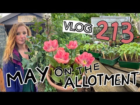 Busy few days with Allotment Flowers and New Projects. Ep 213 || Plot 37
