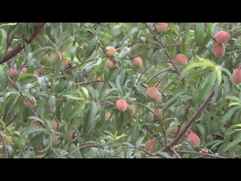 Almost harvest time for Fredericksburg peaches
