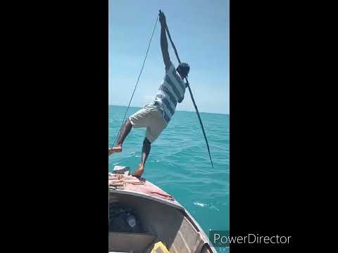 Turtles Hunting 🐢🐢