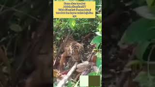 Download lagu harimau di hutan mp3