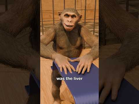 The Skinner's Monkey Experiment 🐵