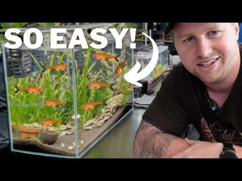 These Tetras are SO EASY to Breed