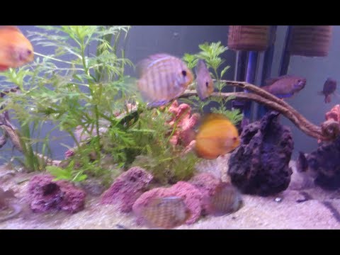 Most relaxing video of a planted discus fish tank