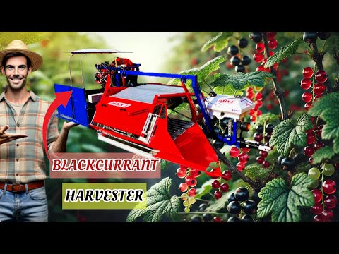 Blackcurrants harvest 💫 Zbiór porzeczki 💫 JAREK 5 Harvester 💫 JAGODA JPS 💫 1st choice harvester