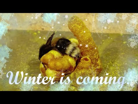 Mason Bumblebee - Attention people! Winter is coming! 🥶🥶🥶 Bumblebees build stoves and high chimneys