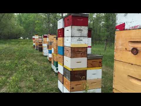 Payback time!  Pulling honey 2021 step 1.