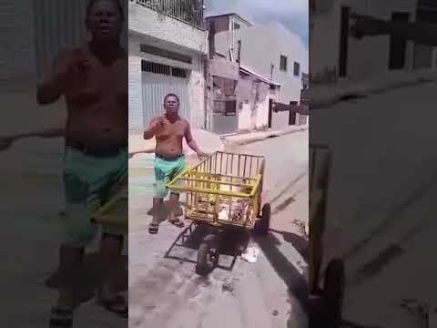 Melhor Repentistas  de mustardinha  MC Amarelo