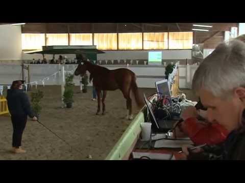 26 10 2014 Freispringcup Hagau