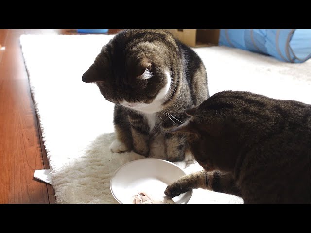 Maru is confused by the shape of the meat he sees for the first time