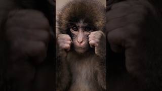 #fightback #monkey ##punch #punchkun #monkeypunch #fyp
