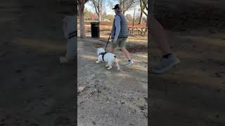 Video preview image #1 Bulldog Puppy For Sale in San Jose, CA, USA