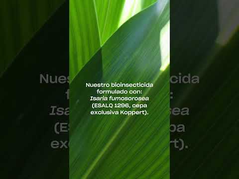 SANTIAGO DEL ESTERO 🇦🇷 Detección temprana de chicharrita del maíz en Bandera 🔍🌽