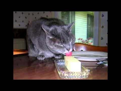 Lalman Maharaj- Cat Lick D Butter (HD)