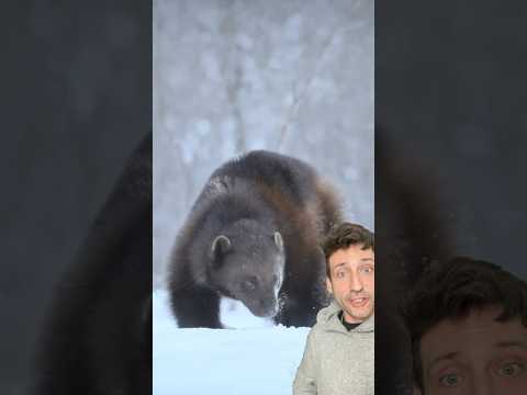 The Wolverine is just built different