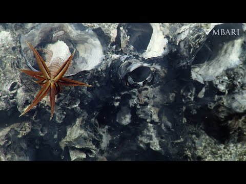 Weird and Wonderful: Some worms like it hot