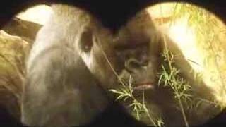 bröderna lindgren och swedish tiger -välkommen till djungeln