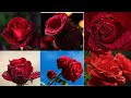 Beautiful Red Roses Wallpapers Images Beautiful Rose Flowers With Relaxing Music Rose Wallpapers