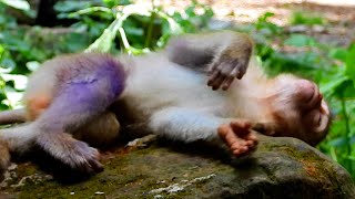 Oh God ! Very Pitiful Adorable And Cute Smart Baby Monkey I Lovely Monkey.