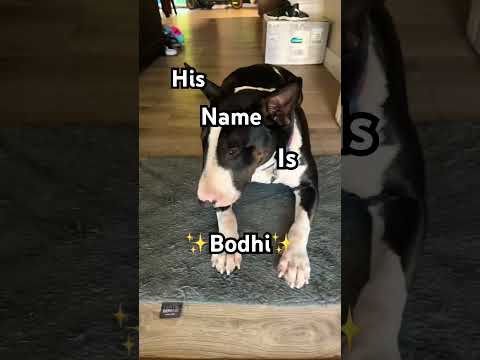 His name is ✨Bodhi✨