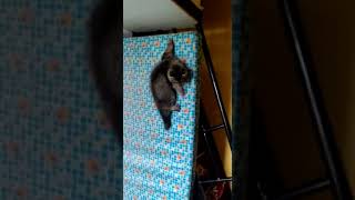 Siberian Cats Videos