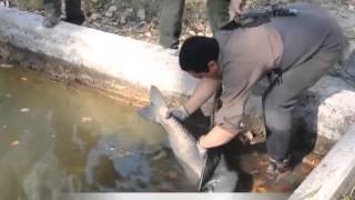 Finalización de extracción y recuperación de peces del lago del Parque Gral. San Martín