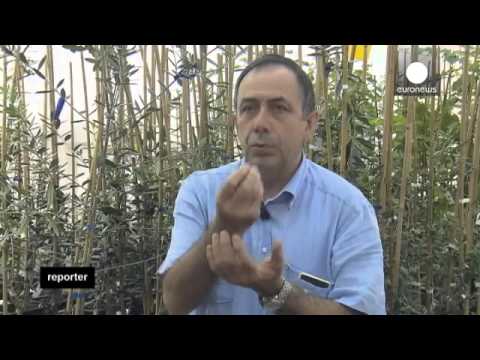 Xylella Report su Euronews