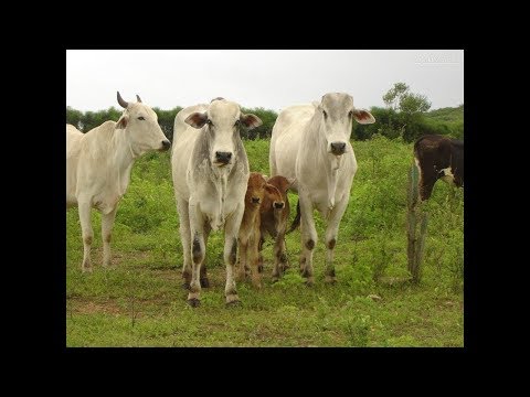 MODA DE VIOLA - MUSICA CAIPIRA - COISAS DA ROÇA - MODA BOA