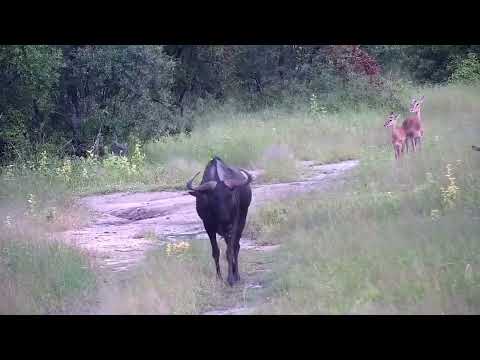 Djuma: Impala herd and Wildebeest bull - 17:18 - 03/01/2023