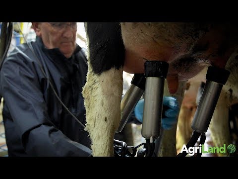 Top tips when carrying out the milking process