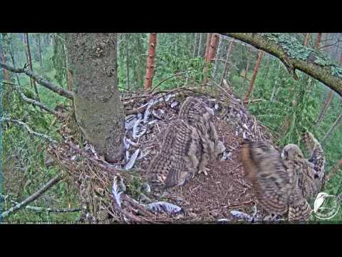 Ūpis Latvia  Eurasian Eagle owl 2017-06-20 stretching wings in the rain 9:47